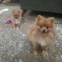 پامرین ۵ماهه ماده آپارتمانی