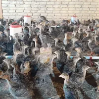 جوجه بوقلمون نیمچه یک ماهه ( ۳۰ روزه )