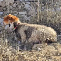 فروش 10 عدد میش بختیاری