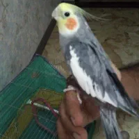 عروس هلندی|پرنده|کرمان, |دیوار
