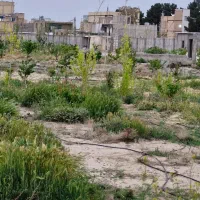 سند-تک-برگ
