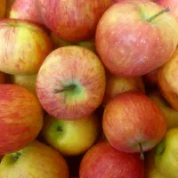 سیب قرمز مراغه سیصد کیلو