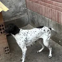 سگ پوینتر انگلیس سه ساله