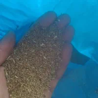 یونجا تخمی درجه یک