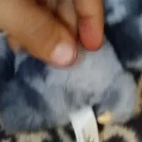 لبوبو اورجینال|اسباببازی|بندرعباس, |دیوار