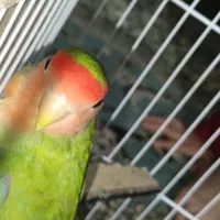 طوطی برزیلی کوتوله نر بالغ|پرنده|زابل, |دیوار