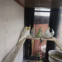 سلام 5عدد عروس خوب