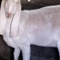 گوسفند نسل دار|حیوانات مزرعه|سراوان, |دیوار