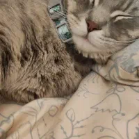 گربه اسکاتیش (آغا تامی). واگذاری رایگان