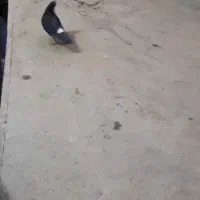 کبوتر تهرانی