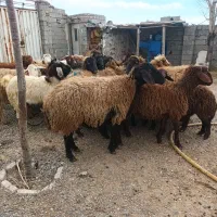 هم رقم شیشک و توغلی
