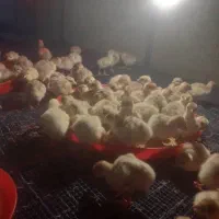 جوجه بوقلمون|حیوانات مزرعه|کوهی‌خیل, |دیوار