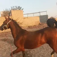 اسب مادیون درشورکره سالار۲|اسب و تجهیزات اسبسواری|اصفهان, کردآباد|دیوار