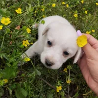 اشپیتز عروسکی