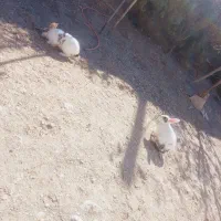 خرگوش|موش و خرگوش|چناران, |دیوار