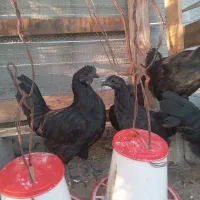 ۳جفت مرغ و خروس ایام سمانی|حیوانات مزرعه|بابل, |دیوار