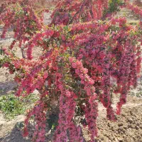 زرشک درجه یک قاین|خوردنی و آشامیدنی|مشهد, جاهد شهر|دیوار