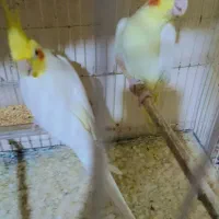 جفت عروس هلندی لوتینو مولدبا 4تا تخم