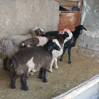 3 راس میش چاق بستنی