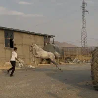 کره مادیان 3سال