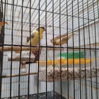 فروش قناری|پرنده|یزد, |دیوار