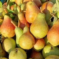 نهال گیلاس گردو کیوی سیب گلابی تمشک|خدمات باغبانی و درختکاری|فومن, |دیوار