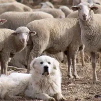 سگ گله|سگ|بندرعباس, |دیوار