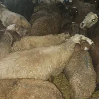 گوسفند میش|حیوانات مزرعه|هرسین, |دیوار