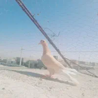 مینا زرد دم سفید