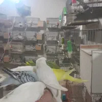 سالن مرغ عشق معمولی آوا