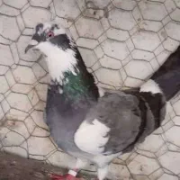 ۴ تا جوجه کفتر