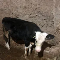 گوساله