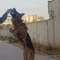 واگذاری ژرمن|سگ|ری, حمزهآباد|دیوار