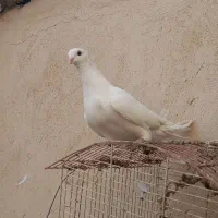 طوقی|پرنده|قم, شهرک فاطمیه|دیوار