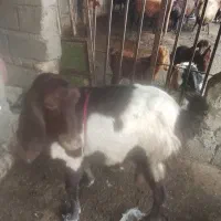 یک راس بز شیری