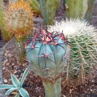 کاکتوس .گل .|گل و گیاه طبیعی|کازرون, |دیوار