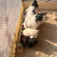 تخم نطفه دار برهما لایت ازمولدین غول پیکر|حیوانات مزرعه|کاشان, صفی آباد|دیوار