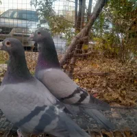 کبوتر پلاکی|پرنده|سهند, |دیوار