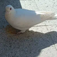 پلاکی سفید نر|پرنده|قم, زنبیل آباد|دیوار