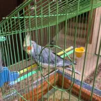 مرغ عروس/ مرغ هلندی