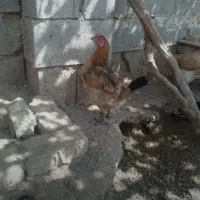بوقلمون