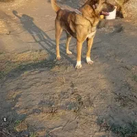 سگ پژدر|سگ|اهواز, زردشت|دیوار