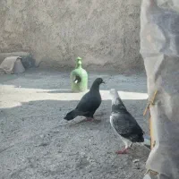 کبوتر|پرنده|معصومیه, |دیوار