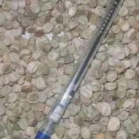 نخود فرنگی خشک جهت کنسروی