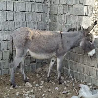 چن عدد ماده خر|حیوانات مزرعه|باشت, |دیوار