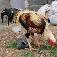 خروس لاری|حیوانات مزرعه|مشهد, دانشجو|دیوار