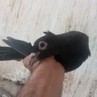 کلاغ|پرنده|رفسنجان, |دیوار