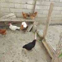 مرغ و خروس