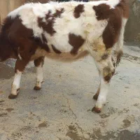 گوساله ماده سیمینتال|حیوانات مزرعه|دیواندره, |دیوار