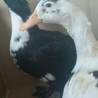 دو عدد اردک نر  و ماده